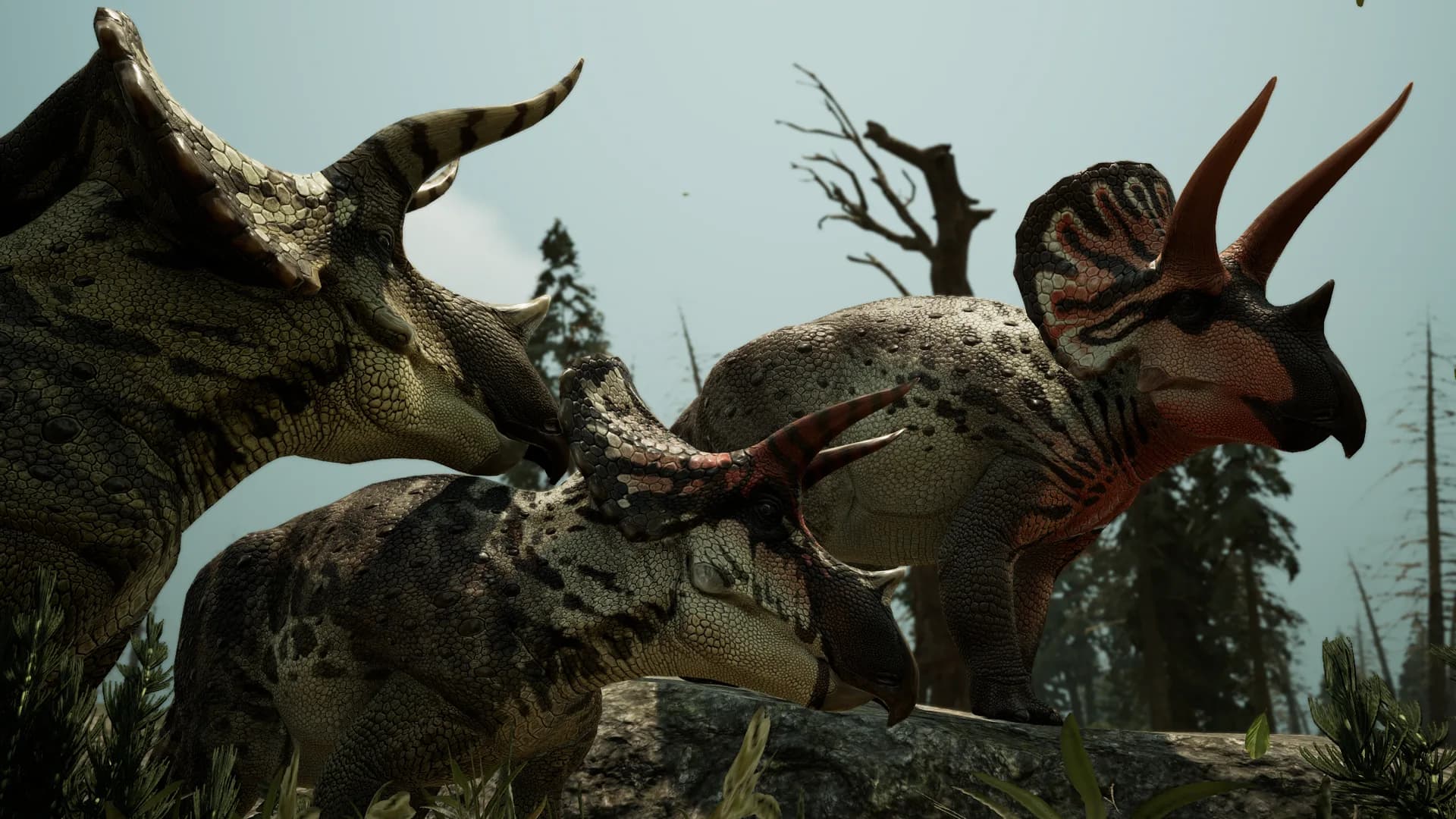 Eotriceratops on the Reserve